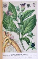 Dr. Puhlmann's Handbuch der Homöopathischen Praxis. Anleitung zur klinischen Untersuchung Krank...