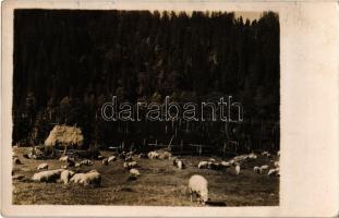 Gyergyószentmiklós, Gheorgheni; - 2 db régi fotó képeslap; táj, legelésző juhok a Gyilkos-tó mellett / 2 pre-1945 photo postcards; landscape, grazing sheep near Lacul Rosu (Red Lake)