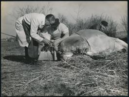 cca 1955 Mező Sándor (?-?) budapesti fotóriporter felvétele egy állatorvosi beavatkozásról, pecséttel jelzett, 18x24 cm