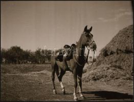 cca 1942 Thöresz Dezső (1902-1963) békéscsabai gyógyszerész és fotóművész szolgálatot teljesített eg...