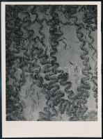 cca 1935 Kinszki Imre (1901-1945) budapesti fotóművész pecséttel jelzett vintage fotóművészeti alkotása (3x makrofotó), 16,5x12,2 cm