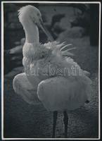 cca 1934 Kinszki Imre (1901-1945) budapesti fotóművész aláírással és pecséttel jelzett vintage fotóművészeti alkotása (Heron), 17,7x12,8 cm