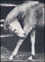 Hemző Károly: Lódobogás. Bp.,1978, Corvina. Kiadói kartonált papírkötés, jó állapotban