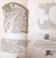 Vierteljahrsschrift für Zahnheilkunde. XIII. évf. I-IV. és XIV. évf. I-III. Wien, Wallishausser'...