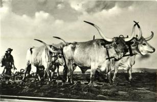 33 db MODERN állat motívumlap / 33 MODERN animal motive cards