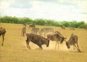 33 db MODERN állat motívumlap / 33 MODERN animal motive cards