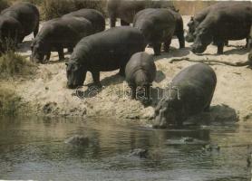 33 db MODERN állat motívumlap / 33 MODERN animal motive cards