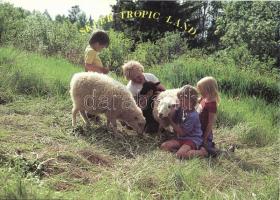 33 db MODERN állat motívumlap / 33 MODERN animal motive cards