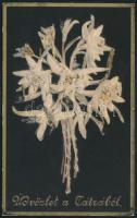 cca 1880 Üdvözlet a Tátrából - havasi gyopár, kartonra ragasztva, 10,5×6,5 cm