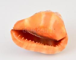 Nagyméretű tengeri csiga 16 cm