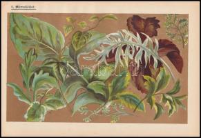 Kardos Árpád: Házi- és udvar-kertek berendezése. Gyakorlati útmutatás kezdő kertészek és kertkedvelő...