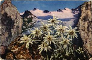1918 Havasi gyopár a tiroli havasokban / Leontopodium alpinum / Edelweiss, Tyrolean Alps. Wilhelm Stempfle, Innsbruck (EK)