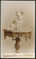 cca 1875 Kiskutya, keményhátú fotó Jungmann & Schorn banden-badeni műterméből, jó állapotban, 10×6 cm / little dog, vintage photo