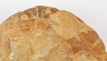 2 db nagyméretű ammonitesz fosszília 20 cm, 17 cm