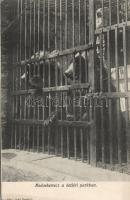 Betlér Zoo bear-cage