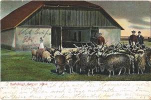 13 db régi magyar folklór lap: Hortobágy / 13 pre-1945 Hungarian folklore motive cards