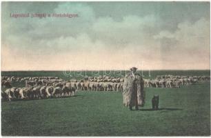 Hortobágy, Legelésző juhnyáj, folklór