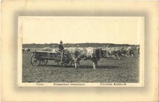 1917 Kisbér, Tarcs, Simmethali tehenészet