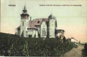 1911 Gátalja, Gáttája, Gataia; Gubányi Antal-féle sümeghegyi szőlőtelep és borgazdaság / vineyards and winery