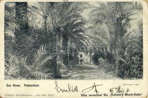 San Remo, Palmenhain / palm grove (fa)