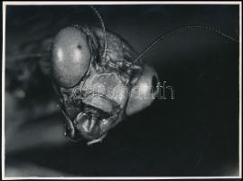 cca 1938 Kinszki Imre (1901-1945) budapesti fotóművész hagyatékából, pecséttel jelzett, vintage fotó (Head of the prayer mantis), egyik sarkán törés, 17,5x23,5 cm