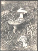 cca 1940 Matheisel József (1908-1961) rozsnyóbányai fotóművész hagyatékából 4 db vintage fotó, az eg...