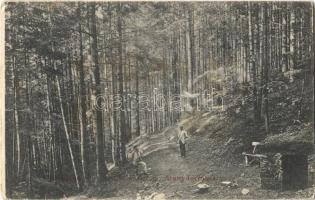 1912 Lőcsefüred, Levoca Kúpele; erdő az Arany-forrásnál / forest with spring (EK)