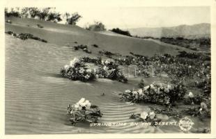 1949 California, Springtime on the Desert