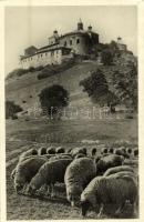 1940 Krasznahorkaváralja, Krásnohorské Podhradie; vár, legelő juhnyáj. Kiadja Fuchs József / Hrad Krásna Horka / castle, grazing sheep