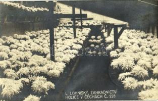 1941 Holice (v Cechách), L. Lohinsky zahradnictví / gardening, flowers. photo