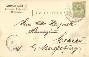 1900 Temesvár, Timisoara; Árpád Mühle Gartenbau-Etablissement, Chrysanthemum / Mühle Árpád rózsakert...