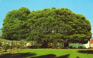 Santa Barbara 1877.-ben ültetett óriás fa, C