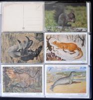 Kb. 300 db RÉGI motívum képeslap albumban: madarak. Vegyes minőség / Cca. 300 pre-1950 motive postcards in album: birds. Mixed quality