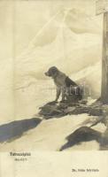 1914 Tátraszéplak, Tatranska Polianka, Westerheim (Magas-Tátra, Vysoké Tatry); Barry, a bernáthegyi kutya télen. Dr. Guhr felvétele / St. Bernard dog in winter. photo + ZSOLNA - KASSA 181 C vasúti mozgóposta bélyegző