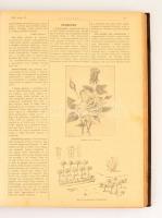 1899 Háztartás. A magyar háziasszony közlönye. V évf. 1-36. szám. 1899. jan. 1-1899. dec. 20.+A &quo...
