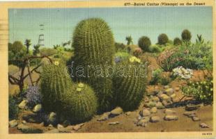 1949 California, Barrel Cactus (Visnaga) on the Desert