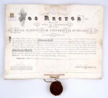 1906 Államtudományi doktori diploma. Láng Lajos báró és Király János aláírásával. Pergamenen, viaszpecséttel