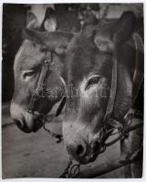 Szőllősy Kálmán (1887-1976): Sad donkeys, pecséttel jelzett, feliratozott fotó, sarkain kis törésnyomok, 38×30 cm