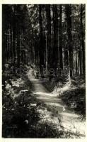1943 Borszék, Borsec; Árnyas sétány / forest, esplanade