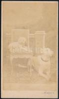 cca 1864 Pest, a kép felirata szerint gróf Nyáry Izidor két kutyája, a vizitkártya méretű, vintage fotót készítette Pfleger Károly, 10,3x6,1 cm