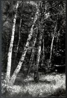 Klell Kálmán (1897-1980): Nyírfaerdő, hátoldalon feliratozott, pecséttel jelzett fotó, 40×27 cm