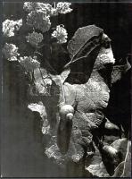 1948 Klell Kálmán (1897-1980): Tavasz, hátoldalon feliratozott fotó, 39×29 cm