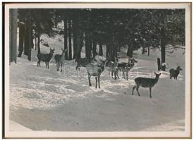 Krakkói album: Kassay Farkas László erdőmérnök hallgató az 1939 július-augusztus havi lengyelországi...