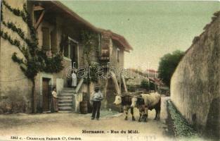 Hermance, Rue du Midi / street, oxen