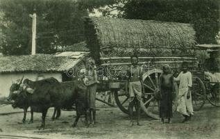 Ceylon, Sri Lanka; Native Bullock Cart, folklore