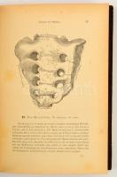 Heitzmann, dr. C. Die descriptive und topografische Anatomie der Menschen in 600 Abbildungen. I.-II....