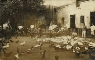 1918 Galati, Galatz; osztrák-magyar katonák a baromfiudvarban etetéskor / WWI K.u.K. (Austro-Hungarian) military, soldiers in the chicken field during feeding. photo