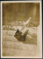 1931. november, Kinszki Imre (1901-1945) budapesti fotóművész hagyatékából, jelzés nélküli, a szerző által feliratozott vintage fotó (Kutyával a Duna partján), 6x4,3 cm