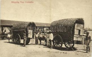 Colombo, Shipping Tea, natives with ox carts, folklore