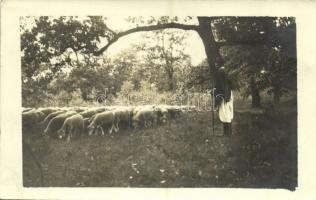 1918 Sárvár, pásztor juhnyájjal. photo